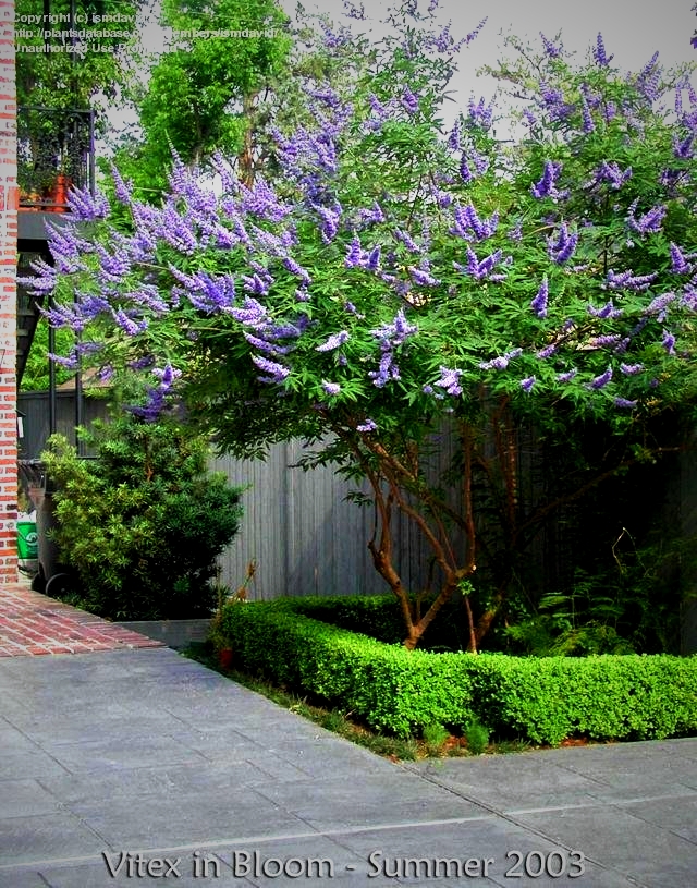 vitex